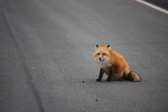 Vulpes vulpes deletrix