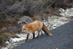 Vulpes vulpes deletrix