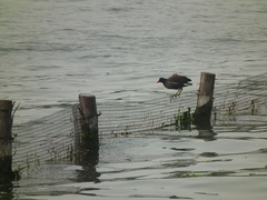 Gallinula chloropus