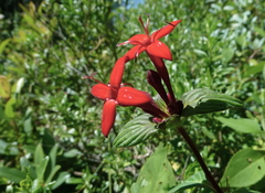 Crusea coccinea breviloba