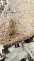Tandonia sowerbyi
