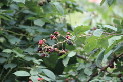 Rubus ibericus