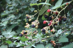 Rubus ibericus