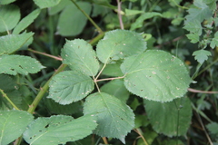 Rubus ibericus