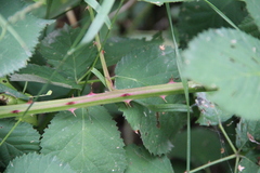 Rubus ibericus