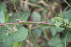 Rubus ibericus
