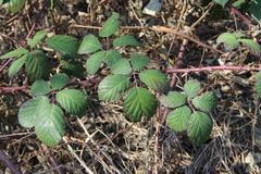 Rubus ibericus