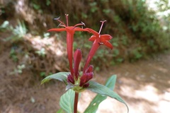 Crusea coccinea breviloba