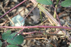 Rubus ibericus