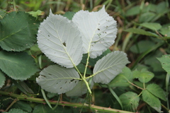 Rubus ibericus