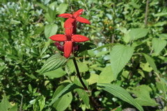 Crusea coccinea breviloba