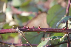 Rubus ibericus