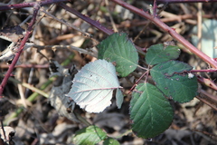 Rubus ibericus