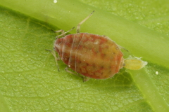 Thelaxes dryophila