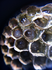 Mischocyttarus mexicanus cubicola