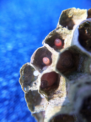Mischocyttarus mexicanus cubicola