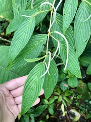 Piper pseudolanceifolium
