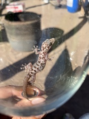 Phyllodactylus nocticolus