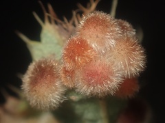 Atrusca trimaculosa