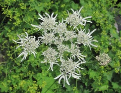 Heracleum apiifolium