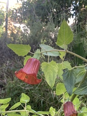 Canarina canariensis