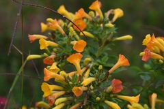 Streptosolen