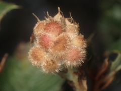 Atrusca trimaculosa