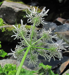 Heracleum apiifolium