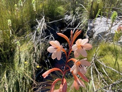 Watsonia zeyheri