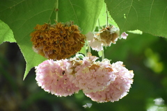Dombeya × cayeuxii