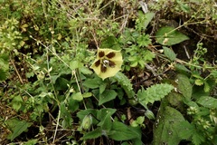 Physalis coztomatl