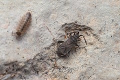 Loxocnemis dentator