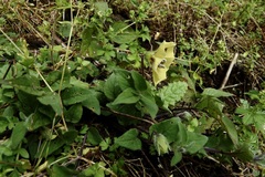 Physalis coztomatl