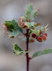Atrusca trimaculosa