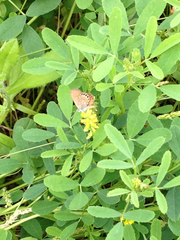 Brephidium pseudofea