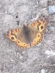 Junonia vestina