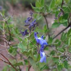 Salvia cuspidata