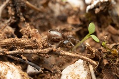 Enoplognatha mandibularis