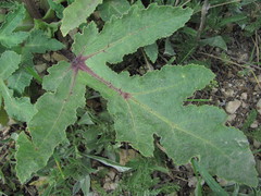 Heracleum grandiflorum