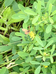 Brephidium pseudofea