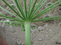 Heracleum grandiflorum