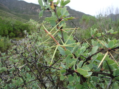 Berberis grevilleana