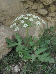Heracleum grandiflorum