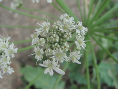 Heracleum grandiflorum