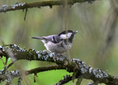 Periparus ater britannicus