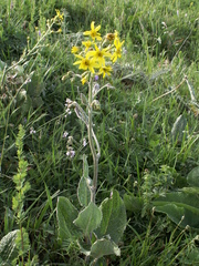 Ligularia narynensis