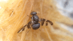 Dyscrasis hendeli