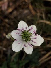 Knowltonia hepaticifolia