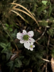 Knowltonia hepaticifolia