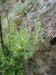 Clinopodium gilliesii